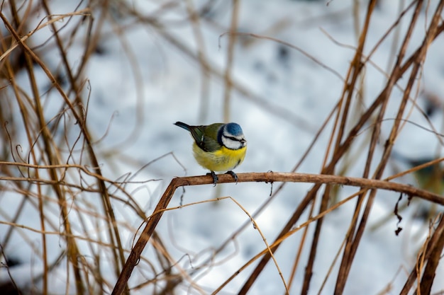 Blue Tit (cyanistes caeruleus) perching on a twig