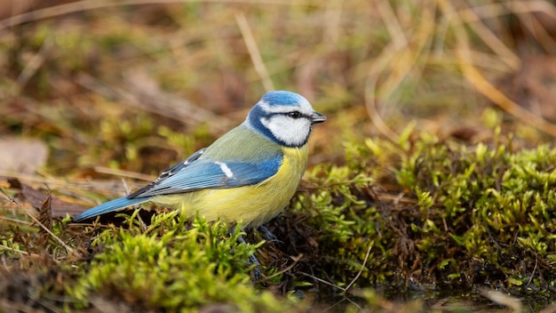 Blue tit Cyanistes caeruleus sitting in the grass