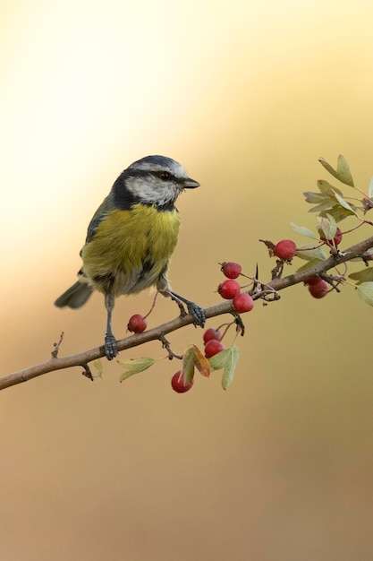 Blue tit on a hawthorn branch with red berries with the lights of dawn in a Mediterranean forest