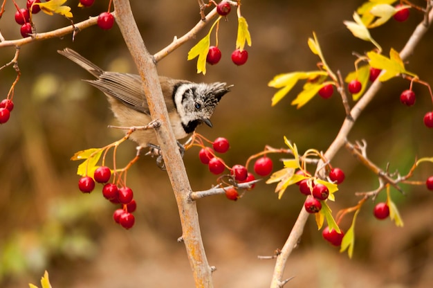 The blue tit is a species of passerine bird in the paridae family