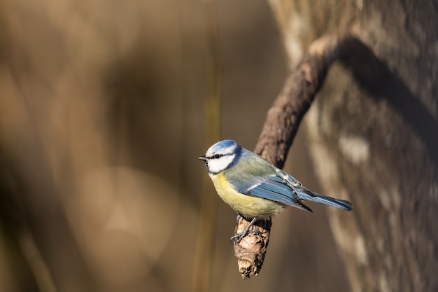 Blue Tit, Parus caeruleus, sits on a branch in the spring forest in Norway