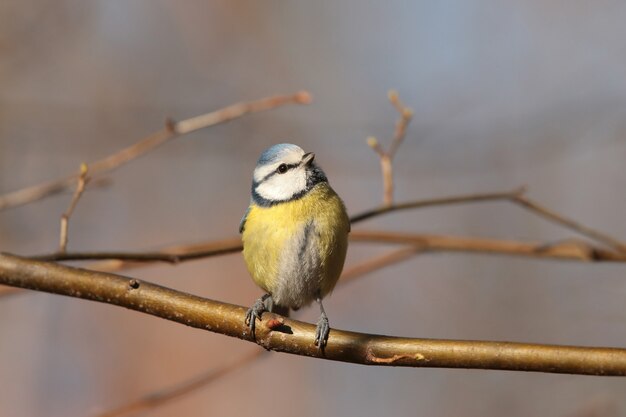 Blue tit (Parus caeruleus) on a twig