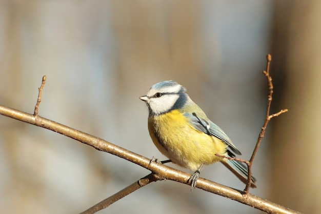 Blue tit Parus caeruleus on a twig