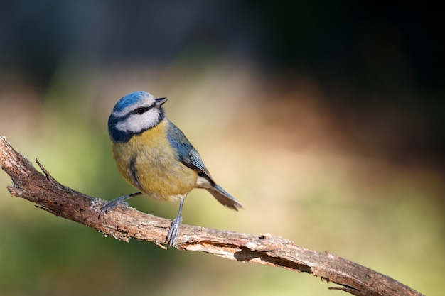 Blue Tit perched on a branch