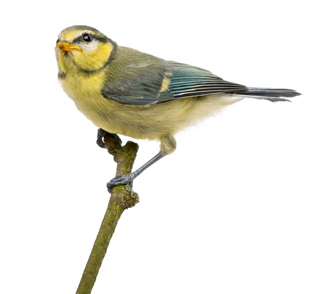 Blue Tit, perching on branch