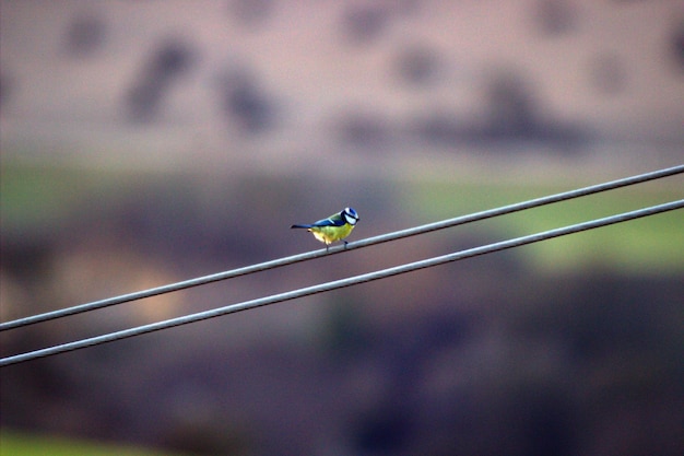 Photo blue tit perching on power cable