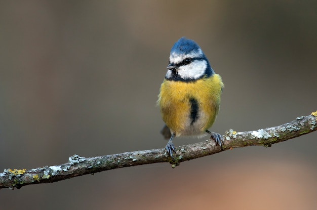 Blue tit, tit, birds, animal, Cyanistes caeruleus