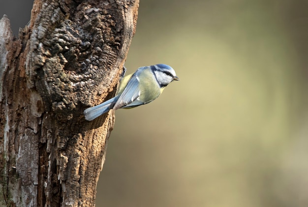 Blue tit with the first lights of dawn