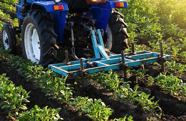 Blue tractor with a plow is cultivating a field of potatoes Agroindustry equipment Farm machinery Crop care soil quality improvement Plowing and loosening ground Field work cultivation