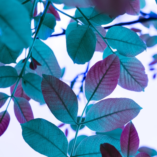 blue tree leaves in autumn season, blue background