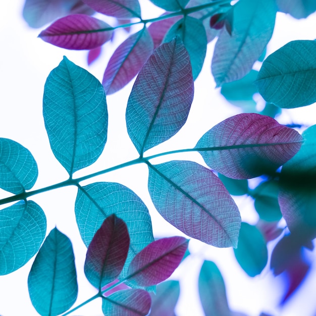 blue tree leaves in autumn season, blue background