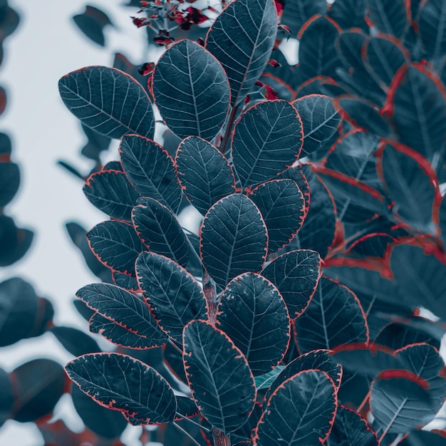 blue tree leaves in the nature in wintertime, blue background