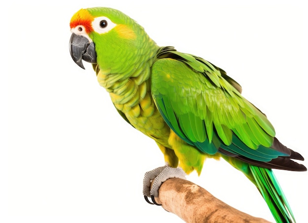 Blue or turquoise fronted Amazone parrot aka Amazona aestiva walking side ways Looking to the side showing profile Isolated on a white background