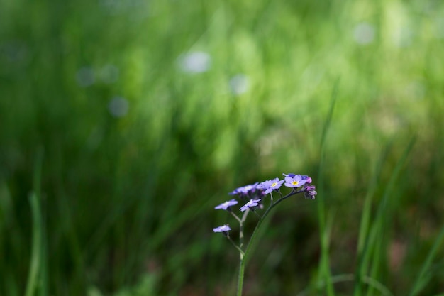 blue twig of forget me not flowers on the grass