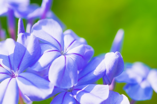 Blue Verbena flower in the garden