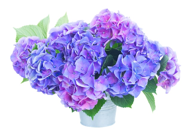 Blue and violet hortensia flowers close up isolated on white