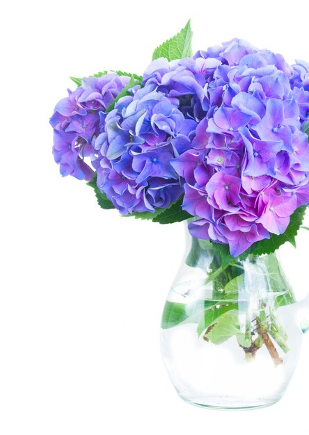 Blue and violet hortensia flowers in glass vase isolated on white