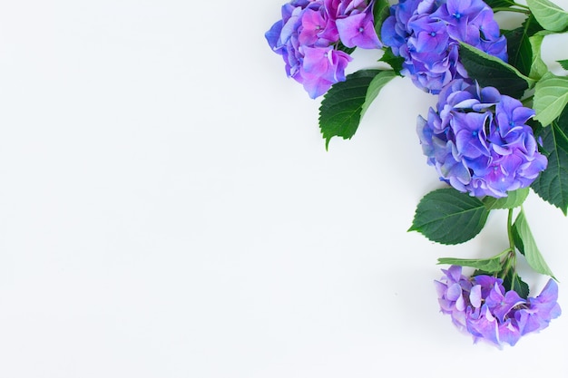 Blue and violet hortensia flowers on white