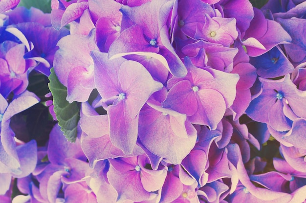 Blue and violet hortensia flowers