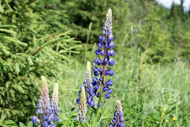 Blue-violet inflorescences of lupine on the forest edge in a summer sunny day