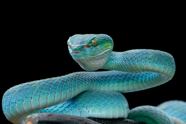 Blue viper snake on branch viper snake blue insularis