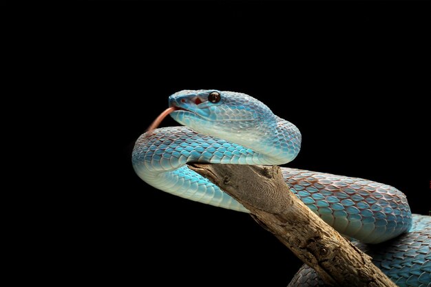 Blue viper snake on branch with black background viper snake ready to attack blue insularis snake