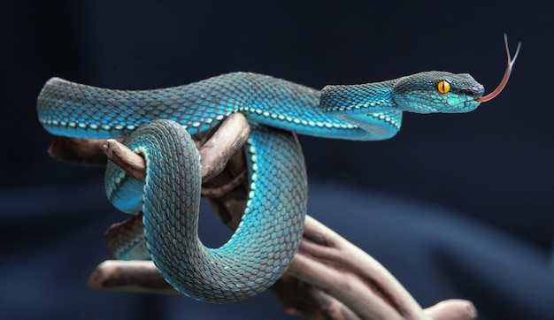 Blue viper snake in close up