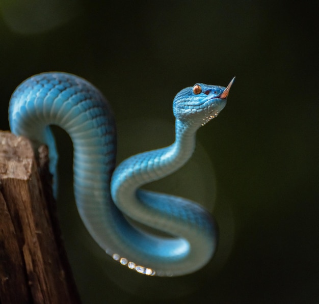 Blue viper snake in close up