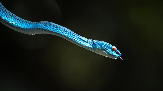 Blue viper snake in close up