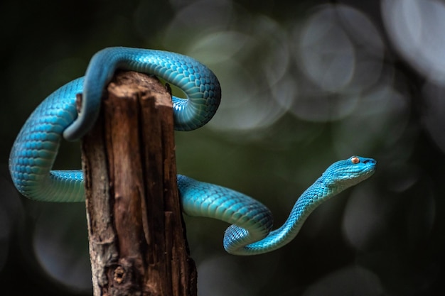 Blue viper snake in close up