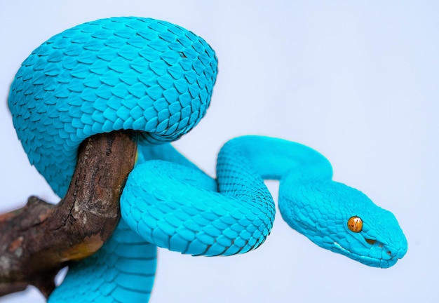 Blue viper snake in close up