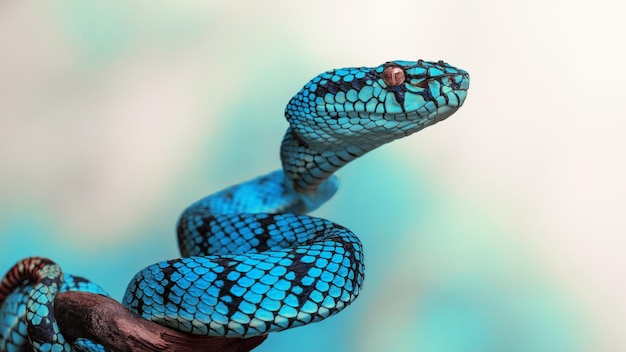 Blue Viper Snake