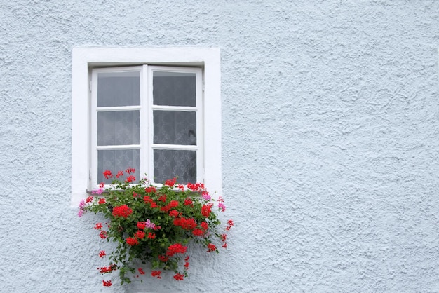 Blue wall with window and red flowers