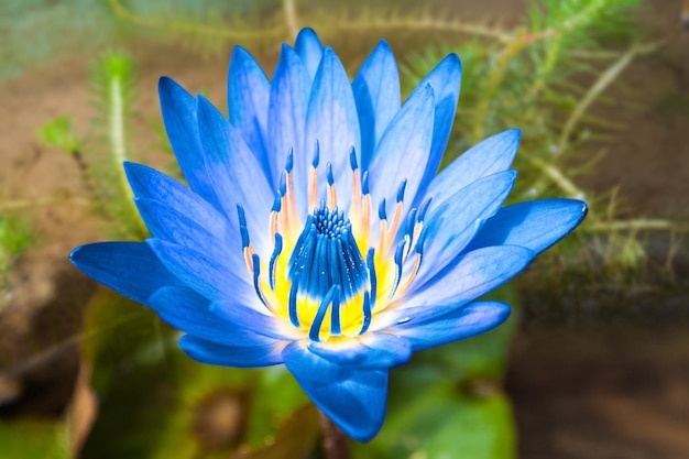 Blue water lily beautiful aquatic plants