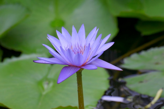 Photo a blue water lily in a pond with leaves and a blue flower