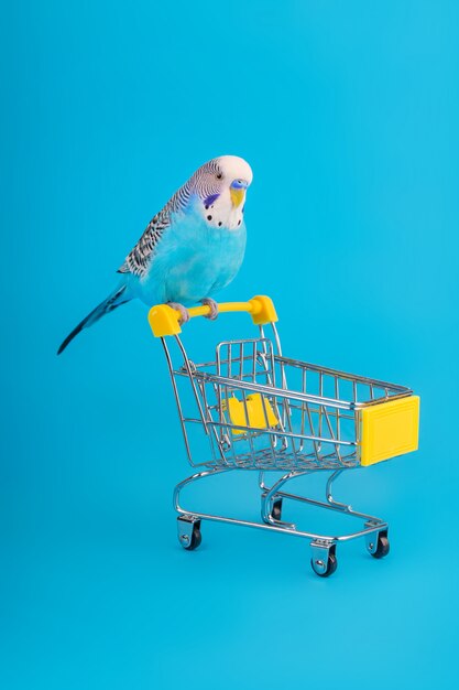 Blue wavy parrot on mini shopping cart