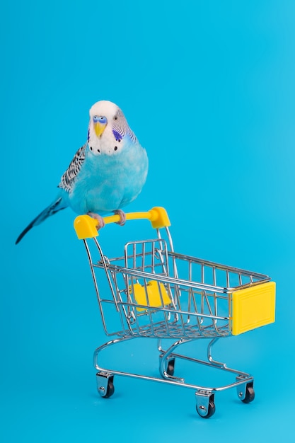 Blue wavy parrot on mini shopping cart