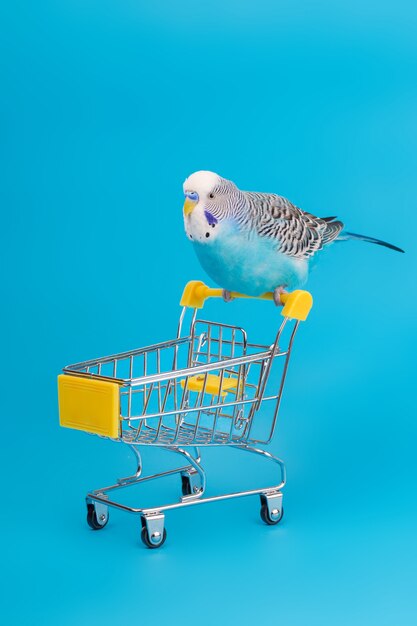 Blue wavy parrot on mini shopping cart