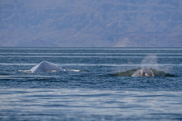 Blue whale in loreto baja california endangered biggest animal in the world