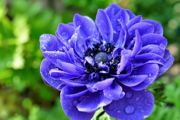 blue and white flower