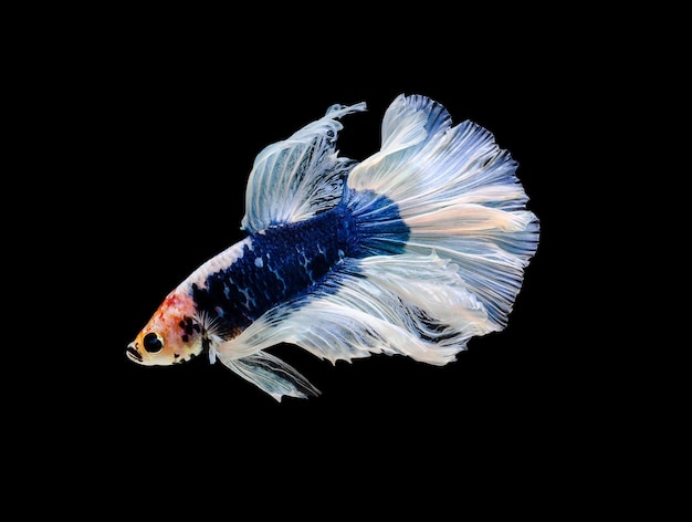 Blue and white half moon Betta splendens fish Siamese fighting fish on black background