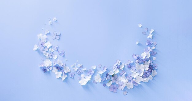 Blue and white hydrangea flowers on blue background