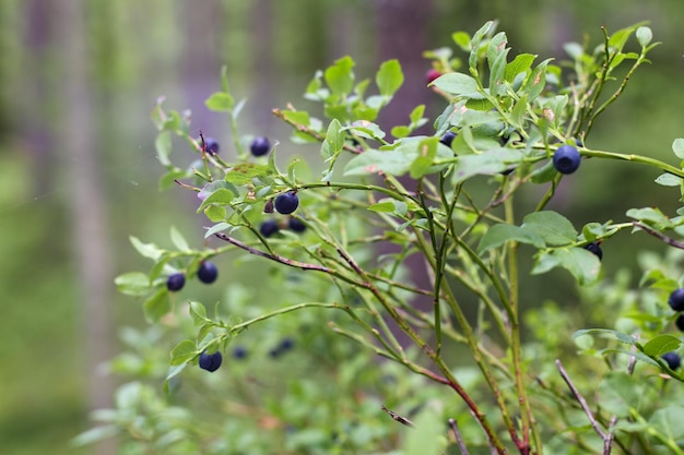 Photo blue wild blueberries on a green bush