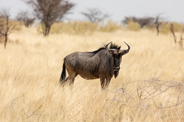 Blue wildebeest  in Etosha National Park Namibia