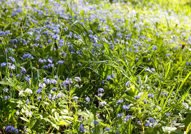 Blue wildflower on green spring meadow