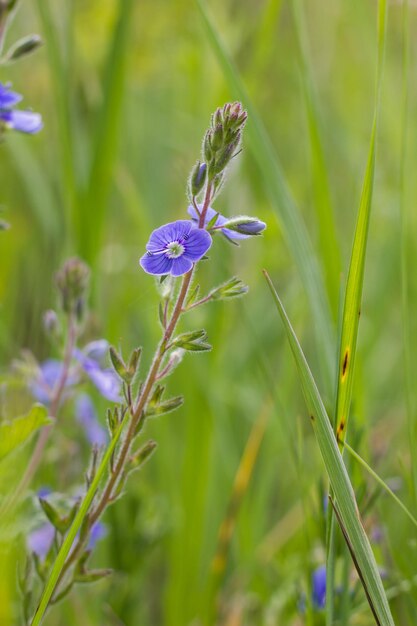 Photo blue wildflowers close up in the grass sunny day