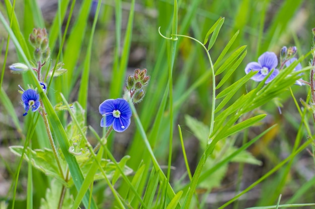 blue wildflowers close up in the grass sunny day