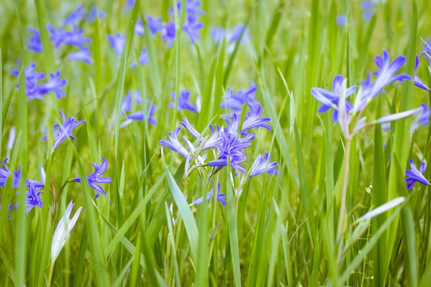 Blue wildflowers in green grass