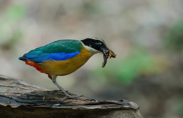 Blue-winged Pitta (Pitta moluccensis)  in nature of Thailand