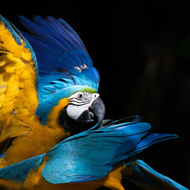 Blue and yellow color parrot